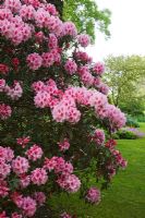 Rhododendron 'Hydon Dawn' - The Savill Garden, Windsor Great Park