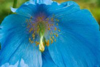 Meconopsis lingholm - Himalayan Poppy, The Savill Garden, Windsor Great Park