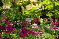 Woodland garden in Spring with Primula candelabra, Iris pseudacorus and Gunnera -  The Savill Garden, Windsor Great Park