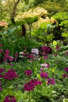 Woodland garden in Spring with Primula candelabra, Iris pseudacorus and Gunnera - The Savill Garden, Windsor Great Park
