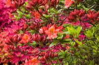 Rhododendron cultivars in a woodland garden in Spring - The Savill Garden, Windsor Great Park