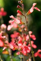 Salvia greggii 'Peach' - Grass Garden, Hants