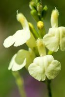 Salvia greggii 'Sungold' syn 'Devon Cream' - Grass Garden, Hants