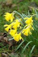 Narcissus pseudonarcissus, February