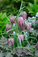 Fritillaria meleagris with Muscari 'Jenny Robinson' and young foliage of Anthriscus sylvestris 'Ravenswing'