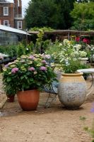Hydrangeas in large pots. Petersham Nurseries, Richmond, Surrey