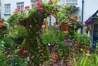 Colourful front garden with Rosa - Roses and containers on wooden arch. Clovelly Court, Bideford, Devon, UK