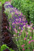 Line of Salvia - Clary Sage beside row of purple Lactuca - Lettuces. Clovelly Court, Bideford, Devon, UK
 