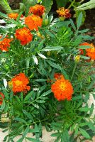 Tagetes - Marigolds grown in the tomato house to discourage greenfly and blackfly. Clovelly Court, Bideford, Devon, UK