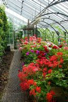 Restored lean to glasshouses full of Pelargoniums and crops including Melons. Clovelly Court, Bideford, Devon, UK