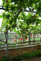 Vitis vinifera 'Schiava Grossa' syn. Grape 'Black Hamburgh'. Clovelly Court, Bideford, Devon, UK
 