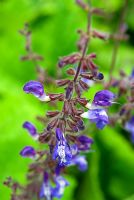 Salvia forsskaolii. Sir Harold Hillier Gardens/Hampshire County Council, Romsey, Hants, UK