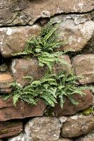Asplenium trichomanes - Maidenhair Spleenwort colonising a stone wall