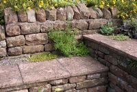 Red sandstone terracing with walls and steps with Rosmarinus officinalis, Sedum acre, Campanula poscharskyana,  Heuchera 'Beauty Colour' and Potentilla 'Hopleys Orange' at Church View, Appleby-in-Westmorland, Cumbria NGS