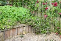 Rosa 'Crimson Shower' on wooden fence, Origanum vulgare 'Aureum' growing over stone seat and Geranium macrorrhizum forms ground cover in a raised border made with log rolls at Church View, Appleby-in-Westmorland, Cumbria NGS