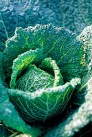 Brassica oleracea - Savoy Cabbage