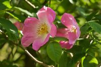 Rosa gallica 'Complicata'