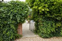 Metal gate in a brick wall with Hedera - Ivy and Wisteria, leading into a swimming pool garden.