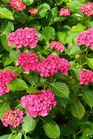 Hydrangea macrophylla 'Forever Pink'. Sir Harold Hillier Gardens/Hampshire County Council, Romsey, Hants, UK