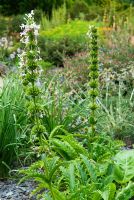Morina longifolia. Sir Harold Hillier Gardens/Hampshire County Council, Romsey, Hants, UK