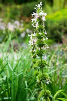 Morina longifolia. Sir Harold Hillier Gardens/Hampshire County Council, Romsey, Hants, UK
