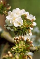 Prunus 'Sweetheart' blossom in spring