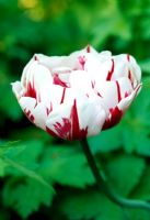 Tulipa 'Carnaval de Nice'