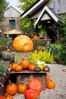 Display of Pumpkins and gourds on gravel patio