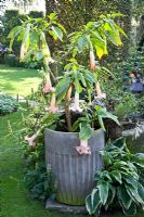 Brugmansia in large pot