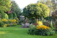 Autumn garden with large Acer platanoides 'Globosum' - Norway Maple tree and Helenium in border
 