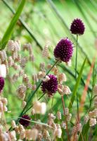 Allium sphaerocephalon and Briza maxima  - Quaking grass