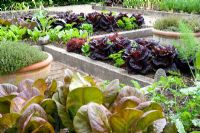 Decorative potager with raised beds in early summer with salad crops including Lactuca - Red Cos Lettuce
 
