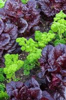 Lactuca sativa - Red Cos Lettuce with Petroselinum crispum -Parsley in rows