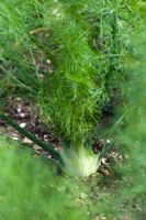 Foeniculum vulgare Azoricum Group - Florence Fennel growing
