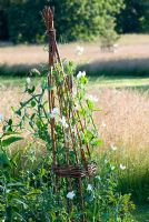 White Lathyrus odorata - Sweet Peas on willow teepee by meadow