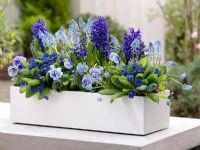 Primula 'Blue Sapphire', Viola wittrockiana 'Marina', Hyacinthus and, Muscari in white planter