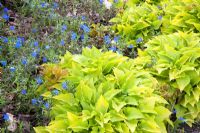Hosta 'Lemon Lime' with Lithodora diffusa 'Heavenly Blue''. Mallards Garden, May
 