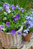 Mixed spring containers of  Scilla sibirica 'Spring Beauty' and  Viola