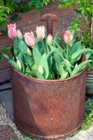 Tulipa 'Ollioules' planted in a recycled milking bucket