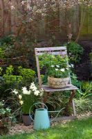 Spring container on wooden chair. Anemone nemorosa 'Robinsoniana' with Lathyrus vernus. Narcissus 'Sailboat' in pot to left