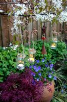 Tealights in jars hanging from a pleached Amelanchier lamarckii above earthenware pot planted with Violas