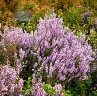Calluna vulgaris - Heather or Ling on Brindley Heath Valley in September. Cannock Chase Country Park AONB (area of outstanding natural beauty), UK 