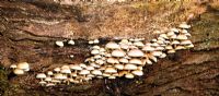 Hypholoma fasciculare - Sulphur Tuft fungus in Autumn, Cannock Chase Country Park
 