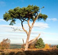 Mature Pinus -Pine tree on Milford Hills. Cannock Chase Country Park, UK
 