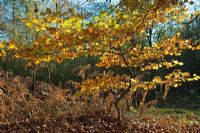 Fagus - Beech sapling in November. Cannock Chase Country Park, UK 
 