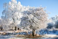 Frosted trees in early winter. Cannock Chase Country Park, UK
