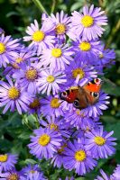 Aster amellus 'Forncett Flourish' and Nymphalis io - Peacock butterfly