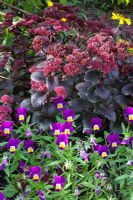 Sedum 'Purple Emperor' and Viola tricolor