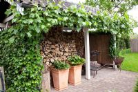 Wood storage with Hedera - Ivy and Vitis vinifera - Grape Vine
