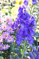 Aconitum - Monkshood and Aster
